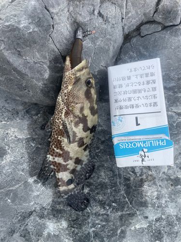 マダラハタの釣果