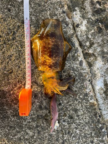 アオリイカの釣果