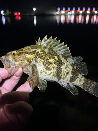 タケノコメバルの釣果