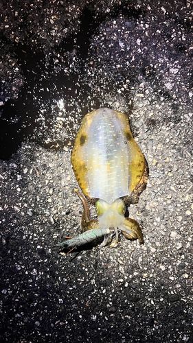 アオリイカの釣果