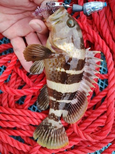 アオハタの釣果