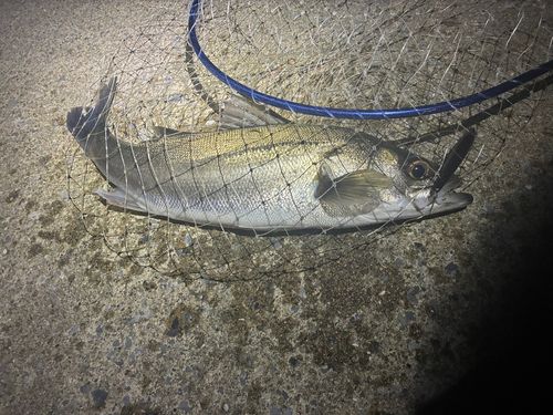 フッコ（マルスズキ）の釣果