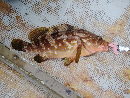 キジハタの釣果