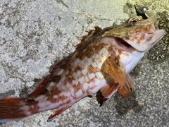 カサゴの釣果