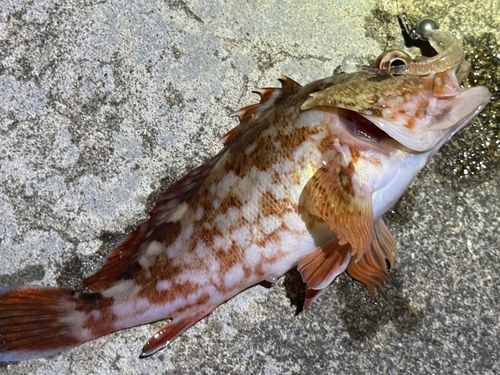 カサゴの釣果