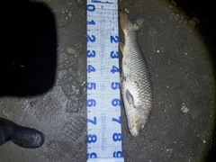 コイの釣果