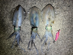 アオリイカの釣果