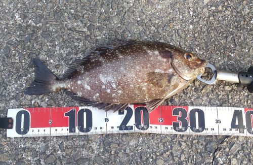 アイゴの釣果