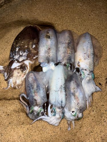 アオリイカの釣果