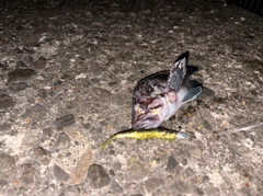 エゾメバルの釣果