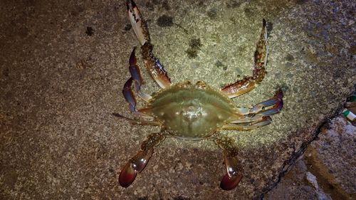 ワタリガニの釣果