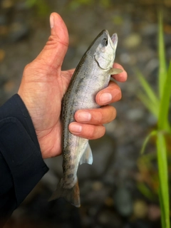 ヤマメの釣果