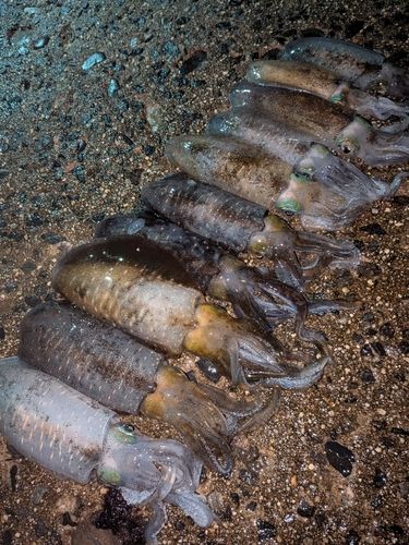 アオリイカの釣果