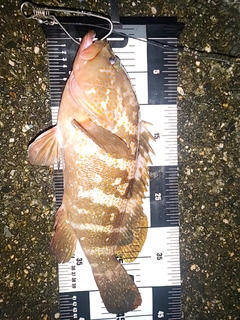 アコウの釣果