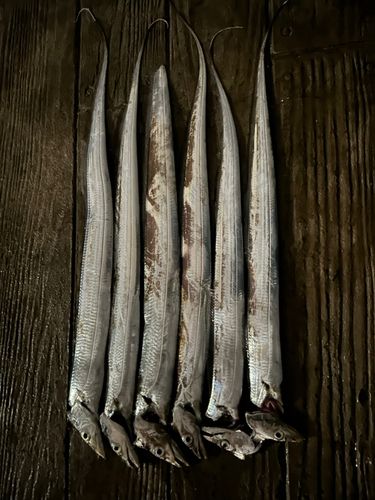 タチウオの釣果