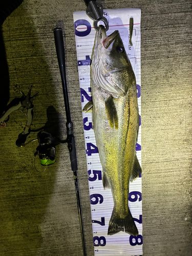 スズキの釣果