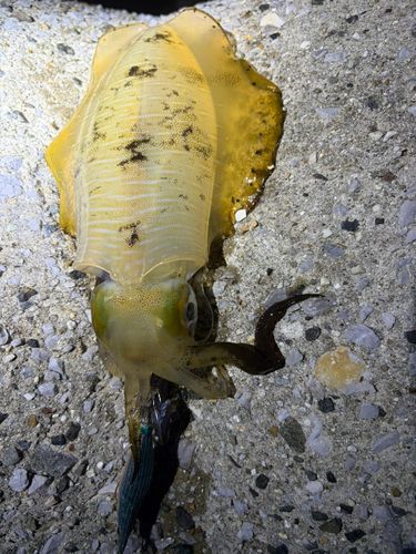 アオリイカの釣果
