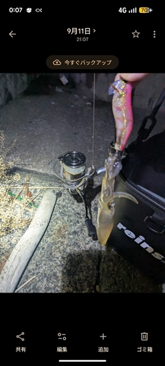 ヒイカの釣果