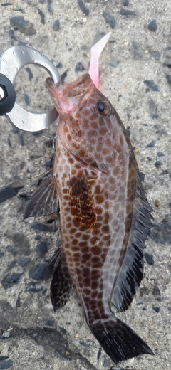 オオモンハタの釣果