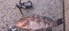 オオモンハタの釣果