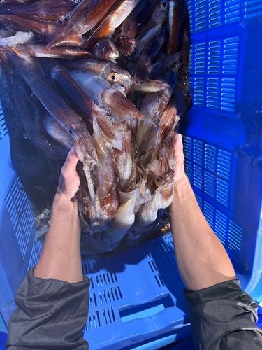 スルメイカの釣果
