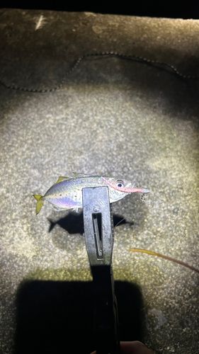 釣果