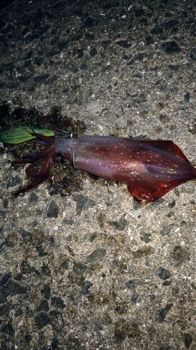 ケンサキイカの釣果