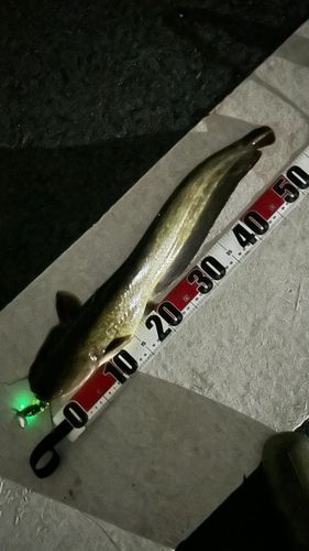 ナマズの釣果