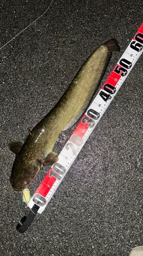 ナマズの釣果