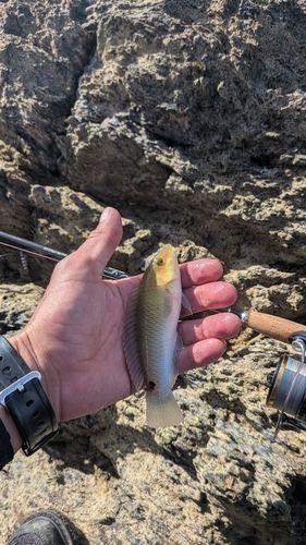 ミツボシキュウセンの釣果