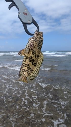 イシミーバイの釣果