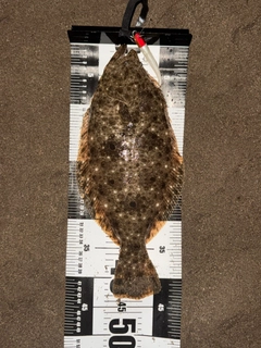 ヒラメの釣果