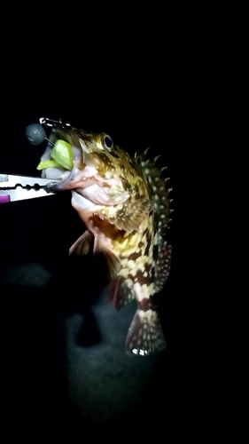 タケノコメバルの釣果