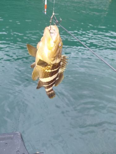 アオハタの釣果