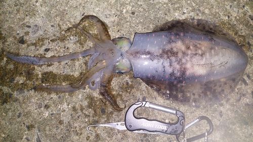 アオリイカの釣果