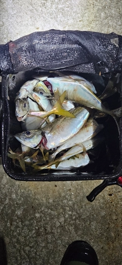 マアジの釣果