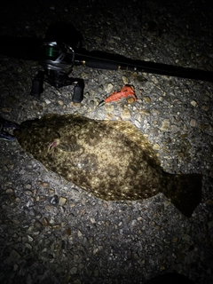 ヒラメの釣果