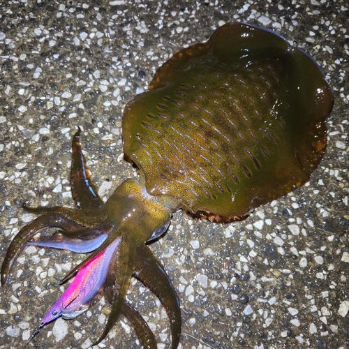 アオリイカの釣果