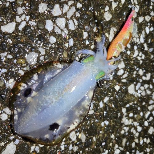 関東地方で釣れたイカ - アングラーズ | 釣果600万件の魚釣り情報サイト