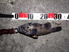 クロソイの釣果