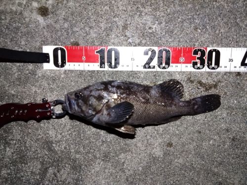 クロソイの釣果