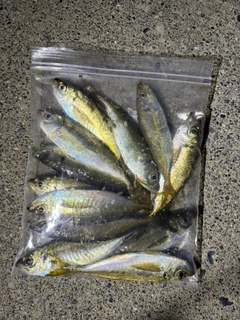 アジの釣果