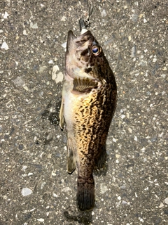 クロソイの釣果
