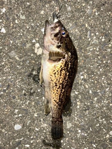 クロソイの釣果