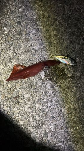 ケンサキイカの釣果