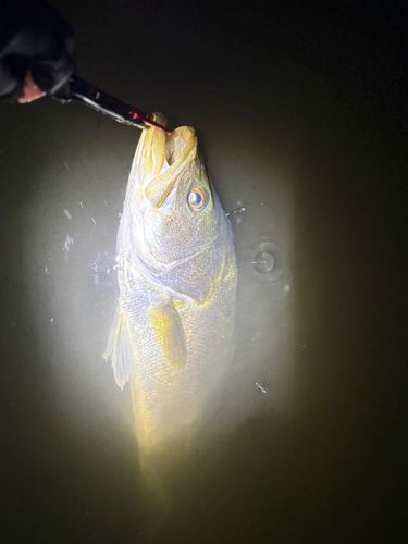スズキの釣果