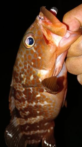 アコウの釣果
