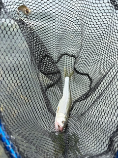 ハスの釣果
