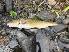 ニゴイの釣果