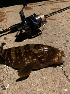 キジハタの釣果